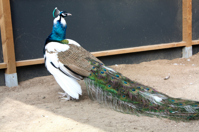 Blue Pied